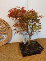 Japanese maple bonsai (Acer palmatum) - Hoogte (boom): 42 cm