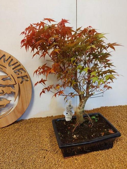 Japanese maple bonsai (Acer palmatum) - Hoogte (boom): 42 cm, Antiek en Kunst, Curiosa en Brocante
