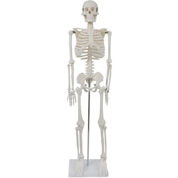 Anatomie model menselijk skelet, 87 cm beschikbaar voor biedingen
