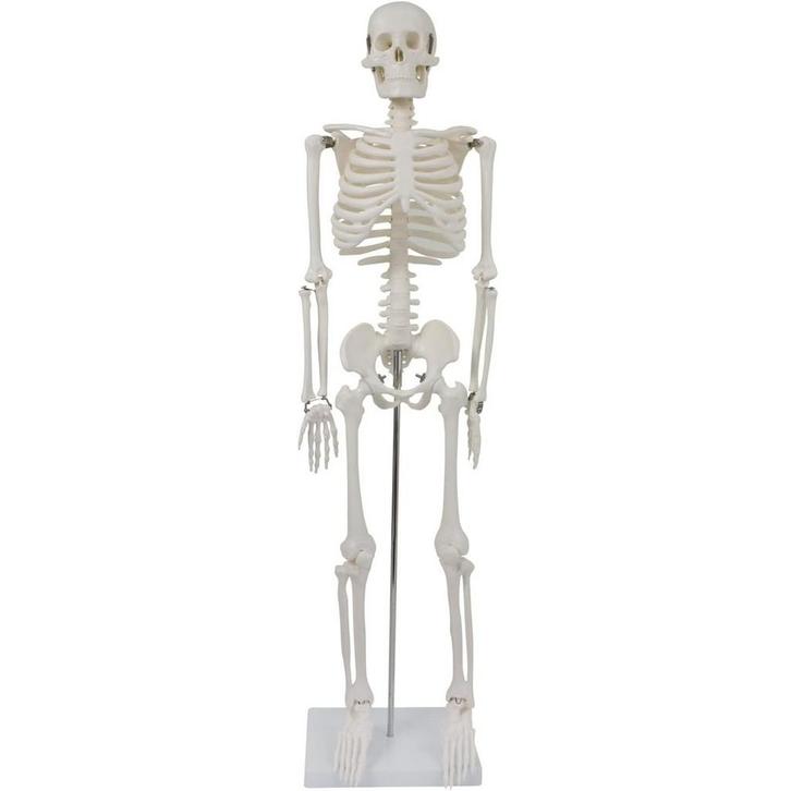 Anatomie model menselijk skelet, 87 cm, Sport en Fitness, Massageproducten