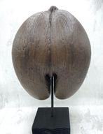 Coco de mer Taxidermie volledige montage - Lodoicea, Nieuw