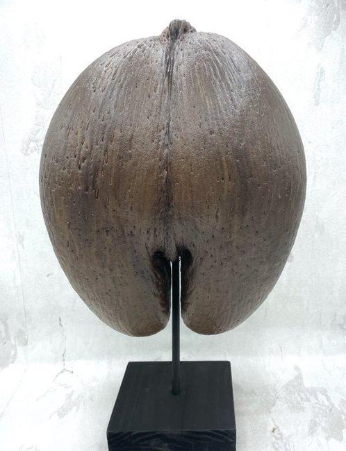 Coco de mer Taxidermie volledige montage - Lodoicea, Verzamelen, Dierenverzamelingen