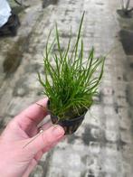 Lileaopsis Mauritius (Aquariumplanten, Aquarium producten), Dieren en Toebehoren, Vissen | Aquaria en Toebehoren, Verzenden, Nieuw