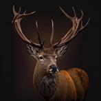 Deer 80x80cm, Nieuw, Ophalen of Verzenden