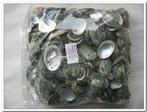 Haliotis Pulcherrima schelpjes 1 kilo, Hobby en Vrije tijd, Ophalen of Verzenden, Nieuw