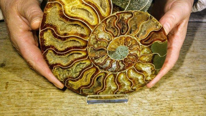 Ammoniet - Gefossiliseerd dier - Aioloceras (Cleoniceras), Verzamelen, Dierenverzamelingen