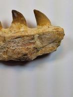 Mosasaurus - Fossiele tand - 12 cm, Verzamelen, Mineralen en Fossielen