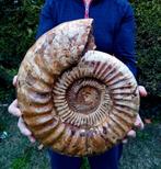 Ammoniet - Gefossiliseerd dier - Kranaosphinctes roedereri