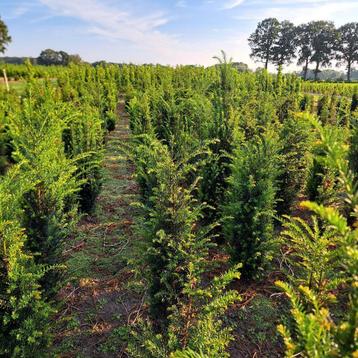 Taxus baccata, Venijnboom, wintergroen 50-60, 60-80 cm beschikbaar voor biedingen