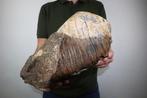 Wolharige mammoet - Fossiele tand - Mammuthus primigenius -