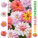 The Bulb Farmers - 12 x Dahlia pakket  Pacific Perfection, Verzenden, Bloembol