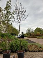 Malus Evereste Sierappel, Tuin en Terras, Planten | Bomen, Ophalen