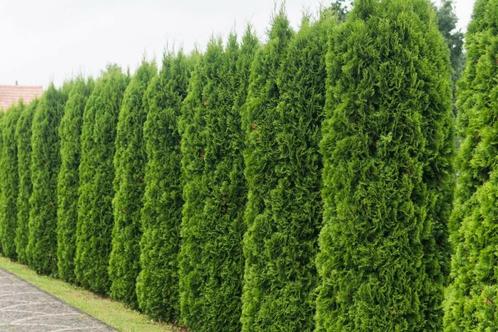 Westerse levensboom Thuja occidentalis Smaragd Haag 140-160, Tuin en Terras, Planten | Struiken en Hagen