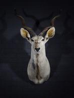 Greater Kudu Shoulder-mount - Schedel - Tragelaphus, Verzamelen, Nieuw