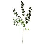 Gewone plataan - Platanus hispanica - Omtrek: 6-10 cm | Hoog, Tuin en Terras, Planten | Bomen, Ophalen of Verzenden