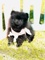 Super mooi pomeranian pomeriaan teefje, ouders aanwezig, Dieren en Toebehoren, Parvo, Keeshond, 8 tot 15 weken, Teef