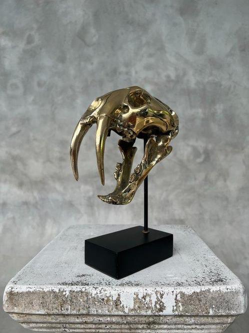 Beeld, NO RESERVE PRICE - Saber Tooth Tiger Skull - Smilodon, Antiek en Kunst, Curiosa en Brocante