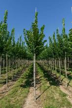 Ulmus glabra hoogstam 10/12