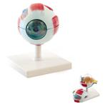 Anatomie model oog, 6-delig, Nieuw