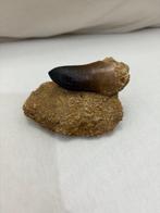 Fossiele tand - mosasaurio - 6.5 cm - 6 cm (Zonder, Verzamelen, Mineralen en Fossielen