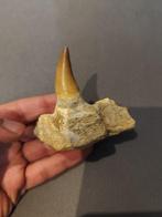 Mosasaurus - Fossiele tand - 8 cm - 8 cm (Zonder, Verzamelen