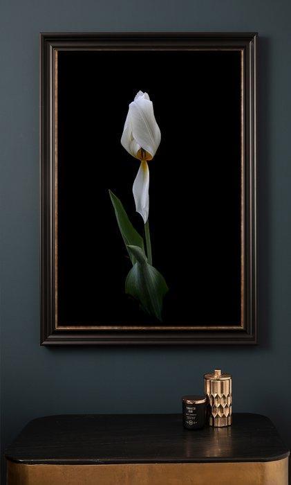 Diane Pfister - Flowers Etudes Collection No. 40 - Belinda, Antiek en Kunst, Kunst | Designobjecten