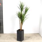 Kunstplant Dracaena in sierpot, H205 cm, Ophalen of Verzenden, Nieuw in verpakking