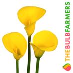 The Bulb Farmers - 10 x Calla Golden Radiance - geel, Tuin en Terras, Bloembollen en Zaden, Bloembol, Verzenden