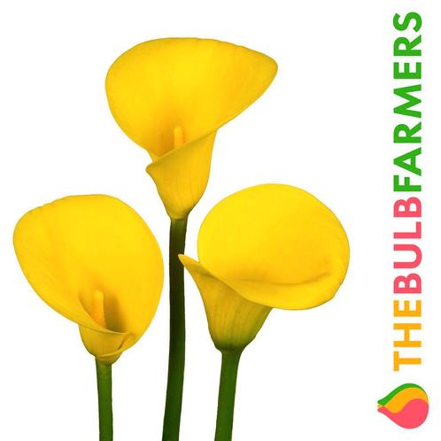 The Bulb Farmers - 10 x Calla Golden Radiance - geel, Tuin en Terras, Bloembollen en Zaden, Bloembol, Verzenden