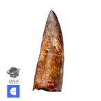Dinosaurus - Fossiele tand - Nicely Preserved, Verzamelen, Mineralen en Fossielen