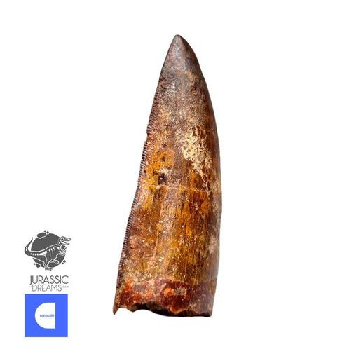 Dinosaurus - Fossiele tand - Nicely Preserved, Verzamelen, Mineralen en Fossielen