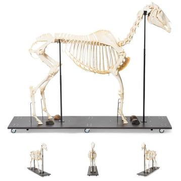 Anatomie model skelet paard (vrouwelijk)