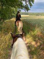 Buitenritten Paardrijden Montferland, Diensten en Vakmensen, Dieren | Paarden | Verzorging, Oppas en Les