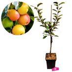 appelboom Malus domestica Sweet Summer + Pot 2, Volle zon, Verzenden