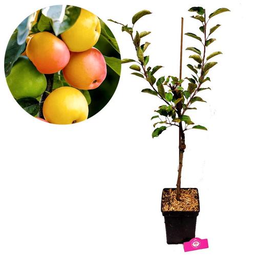 appelboom Malus domestica Sweet Summer + Pot 2, Tuin en Terras, Planten | Fruitbomen, Volle zon, Verzenden