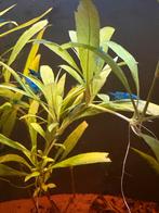 Blauwe Garnalen (Neocaridina) Blue Dream High & Low Grade, Dieren en Toebehoren, Vissen | Aquariumvissen