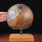 Exclusief fossiel exemplaar - wollige mammoet - fossiele, Verzamelen