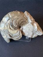 Nautiloidea - Gefossiliseerd dier - Aturia - 10 cm, Verzamelen, Mineralen en Fossielen