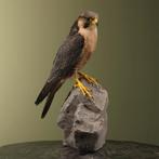 Slechtvalk Taxidermie Opgezette Dieren By Max, Ophalen of Verzenden, Nieuw, Vogel, Opgezet dier
