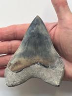 Megalodon tand 10,8 cm - Fossiele tand - Carcharocles