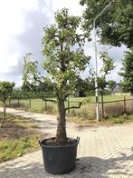 2x Perenboom Pyrus Doyenne du Comicé, Fruitgaardboom, V, Nieuw