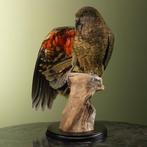Kea Taxidermie volledige montage - Nestor notabilis - 41 cm, Verzamelen, Nieuw