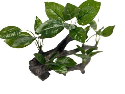 Planten op hout 28cm OS-226 - aquarium decoratie, Dieren en Toebehoren, Vissen | Aquaria en Toebehoren, Sierelement, Nieuw, Ophalen of Verzenden