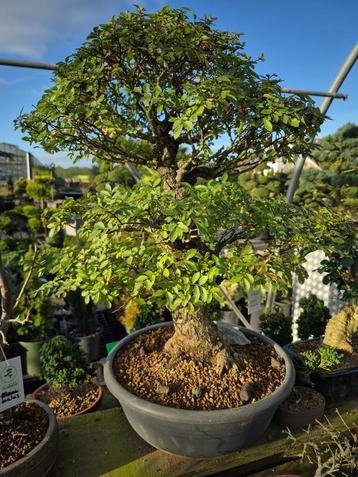 Bonsai bonsai bonsai beschikbaar voor biedingen