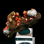 Vanadinite op goethiet met calciet - Taouz (ader 12),, Verzamelen, Mineralen en Fossielen