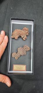 Curiosity cabinet- Coprolite of a prehistoric turtle
