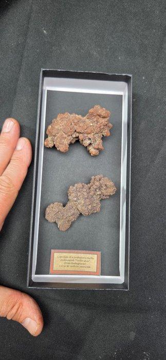 Curiosity cabinet- Coprolite of a prehistoric turtle, Antiek en Kunst, Curiosa en Brocante