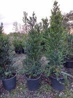 Ilex crenata Green hedge, Tuin en Terras, Ophalen