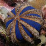 Mespilia globulus (Globular sea urchin), Nieuw, Ophalen of Verzenden