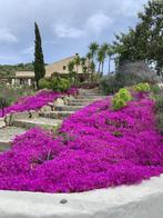 Fijne en ruime vakantiehuizen in de bergen nabij Málaga, Landelijk, Costa's overige, Eigenaar, In bergen of heuvels